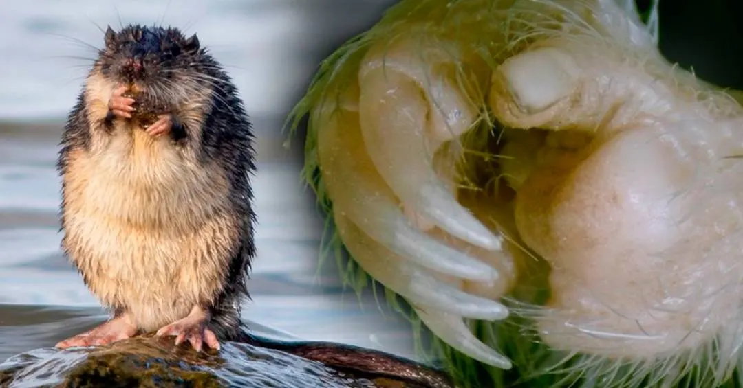 Polegar com unha pode ter ajudado roedores a conquistar o mundo